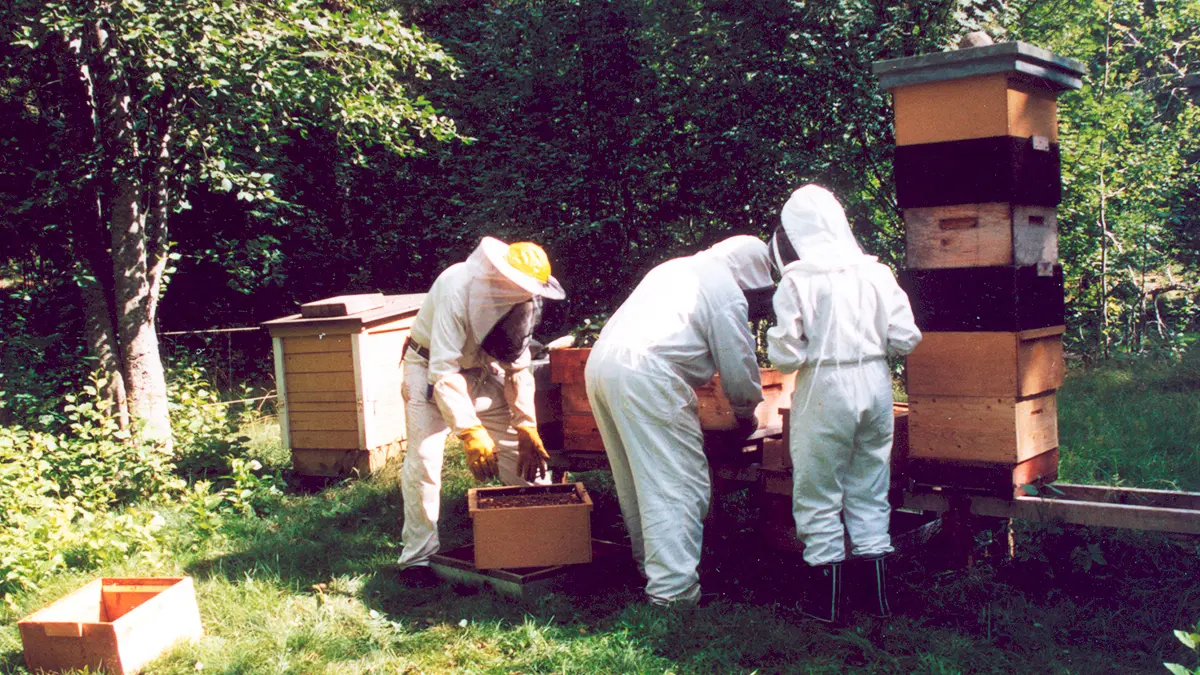 Flera personer vid bikupor. Personerna är klädda i vita skyddskläder
