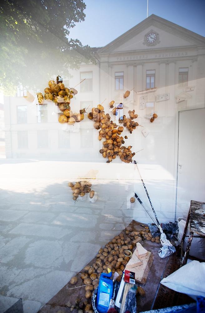 In a glass case there are potatoes nailed up with sticks on a white wall.