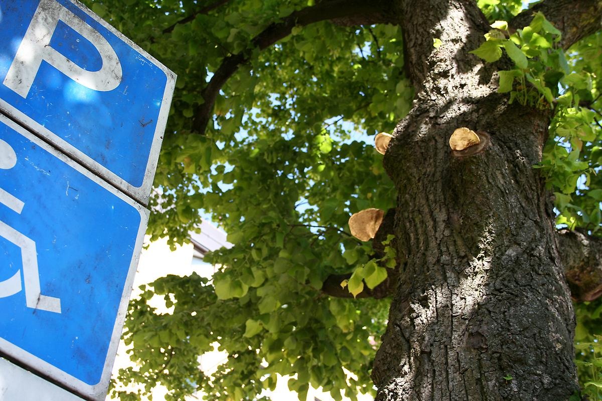 Högt upp på ett riktigt träd där trädets grenar har blivit kapade har istället platta svampar ersatt grenarna. 