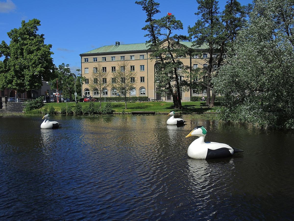 En solig dag i Örebro och på Svartån flyter tre stycken överdimensionerade Ejder ankor.  