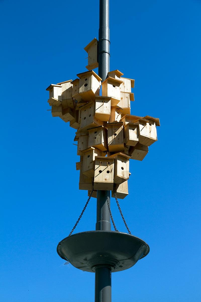 Ett kluster av fågelholkar är fästa vid en lyktstolpe på ett torg. Det är många holkar, de sitter tätt och formar en abstrakt massa som växer okontrollerat.