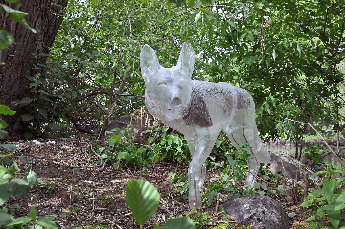 Utomhus i en skogsmiljö är en skulptur av en plast varg utplacerad. 