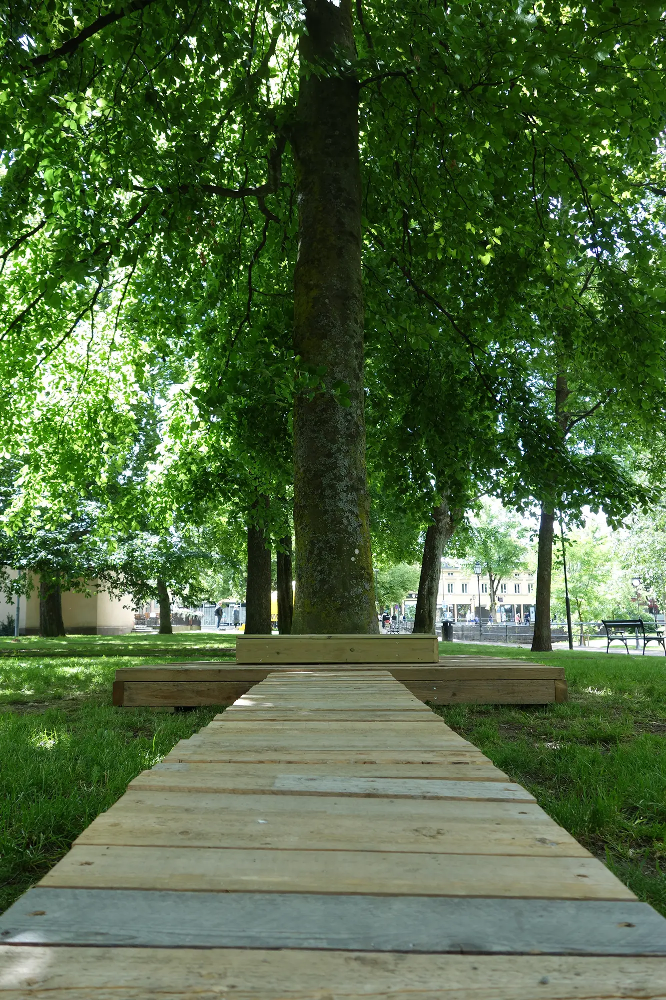 Framför ett träd i en park finns plattform formad som en väg riktad mot trädet. Runt trädet finns en rektangulär upphöjd plattform.